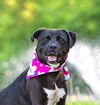 adoptable Dog in  named Morgan