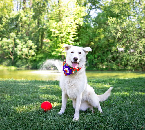 picture of the dog needing adoption