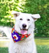 adoptable Dog in  named Anna
