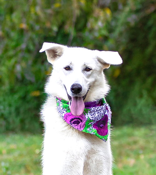 picture of the dog needing adoption
