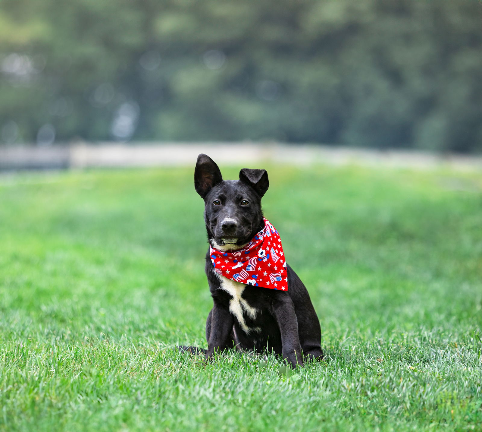 adoptable Dog in Unionville, PA named Griffin