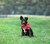 adoptable Dog in  named Griffin