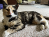 adoptable Cat in unionville, PA named Lily & Sasha