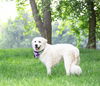 adoptable Dog in  named Terase