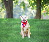 adoptable Dog in unionville, PA named Otto