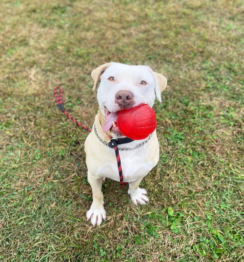 picture of the dog needing adoption