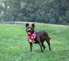 adoptable Dog in , PA named Darcy