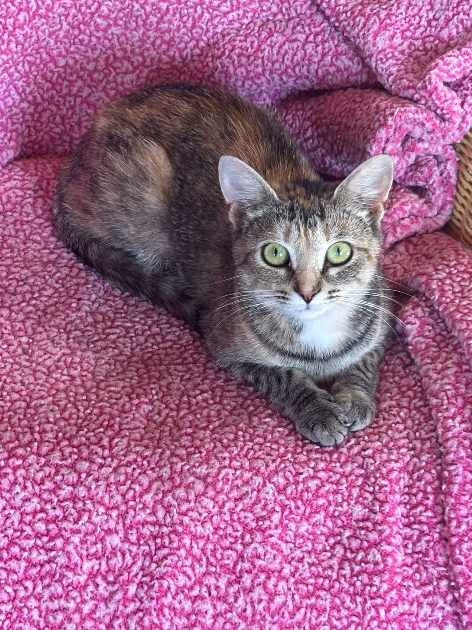 adoptable Cat in Unionville, PA named Lyra