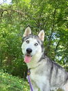 adoptable Dog in  named Skye