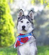 adoptable Dog in  named Skye