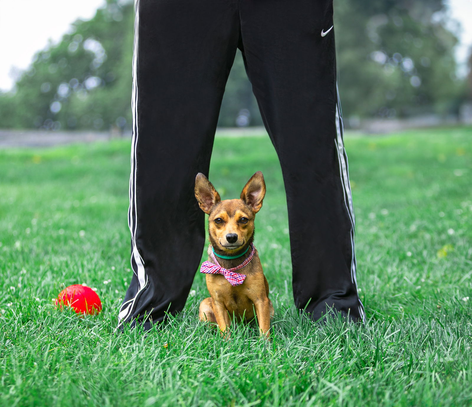 adoptable Dog in Unionville, PA named Spike (AKA Batman)