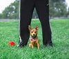adoptable Dog in unionville, PA named Spike (AKA Batman)