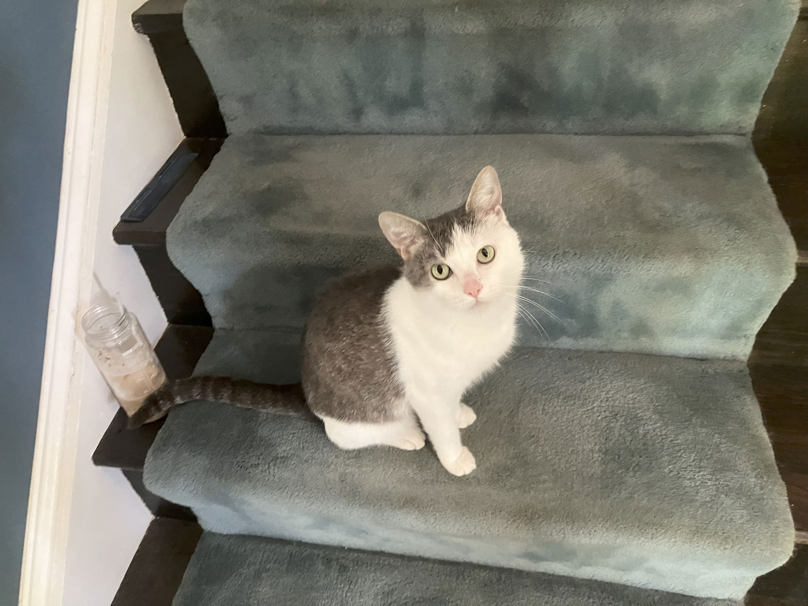 adoptable Cat in Unionville, PA named Sasha