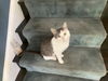 adoptable Cat in unionville, PA named Sasha