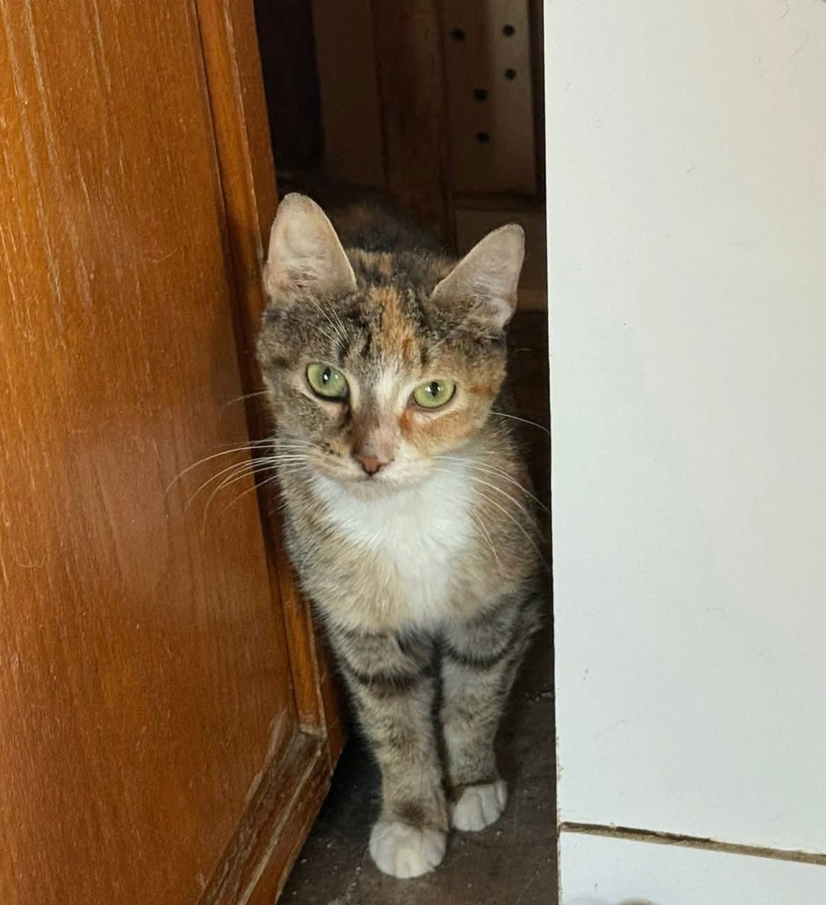 adoptable Cat in Unionville, PA named Shelly