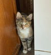 adoptable Cat in unionville, PA named Shelly