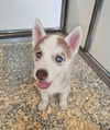 adoptable Dog in  named Husky Puppies M
