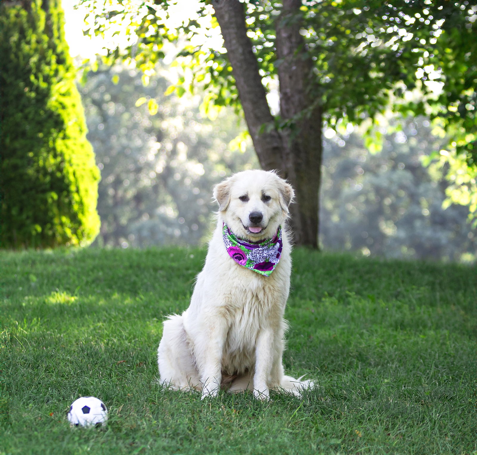adoptable Dog in Unionville, PA named Maisy