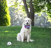 adoptable Dog in  named Maisy