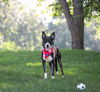 adoptable Dog in  named Douggie