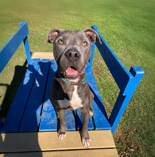 picture of the dog needing adoption