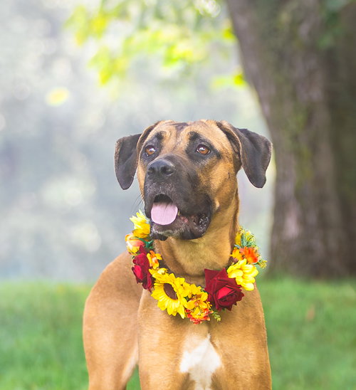 picture of the dog needing adoption