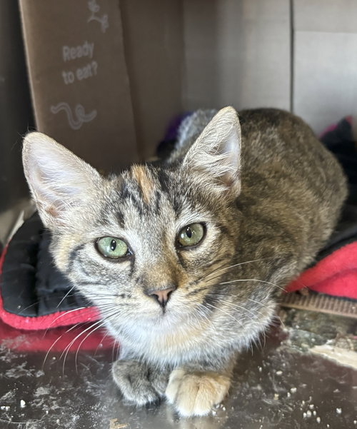 picture of the cat needing adoption