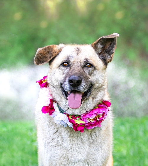 Sabrina, an adoptable German Shepherd Dog in Unionville, PA
