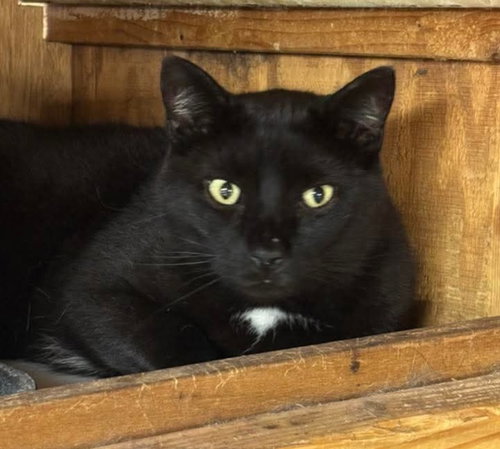 picture of the cat needing adoption