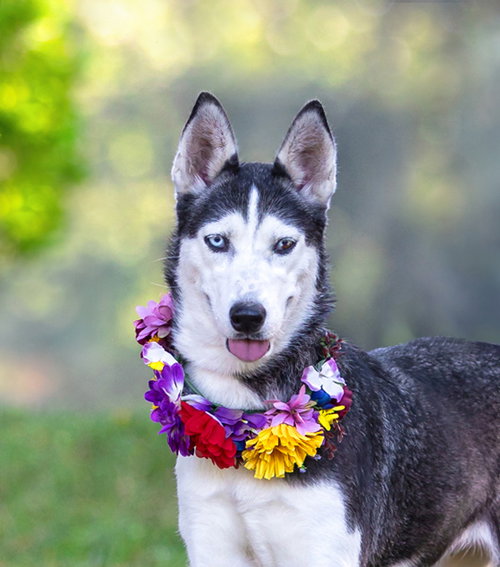 picture of the dog needing adoption