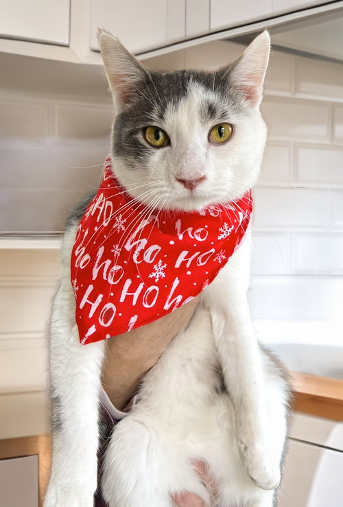 picture of the cat needing adoption