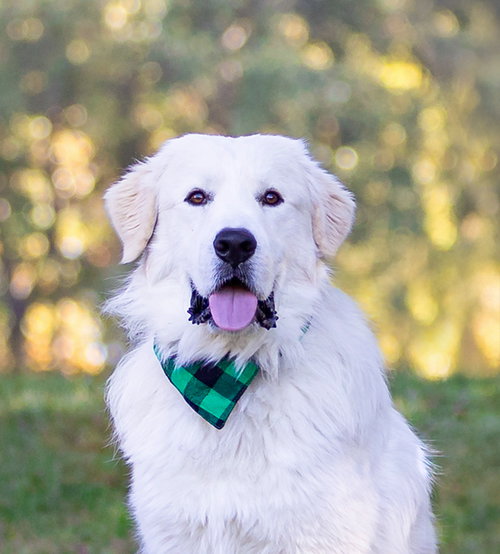 picture of the dog needing adoption