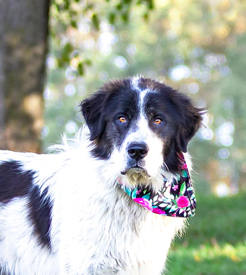 picture of the dog needing adoption