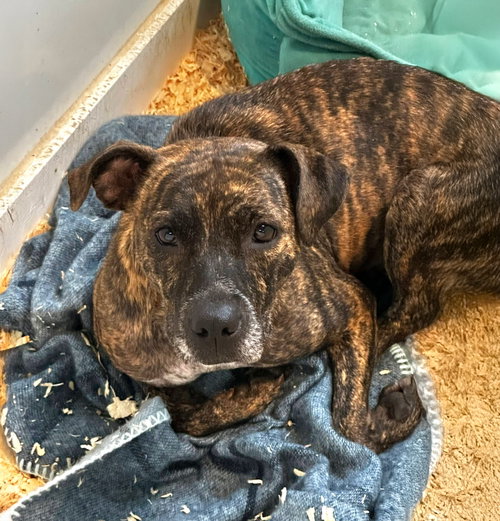 picture of the dog needing adoption