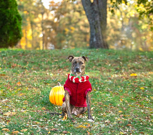 picture of the dog needing adoption