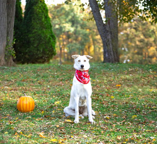 picture of the dog needing adoption