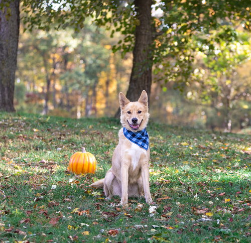 picture of the dog needing adoption