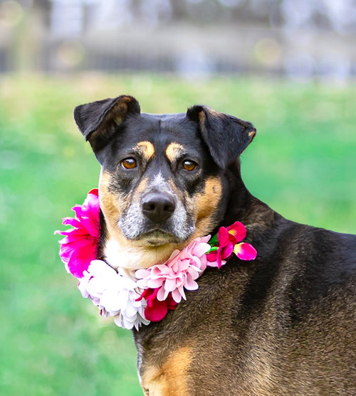 Lucy, an adoptable Hound in Unionville, PA