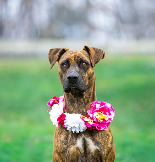 picture of the dog needing adoption