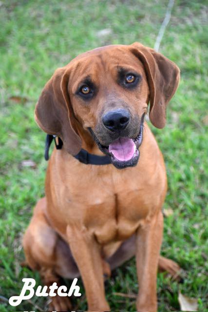 Photo of Butch