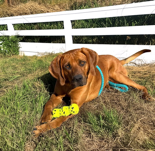 Photo of Butch