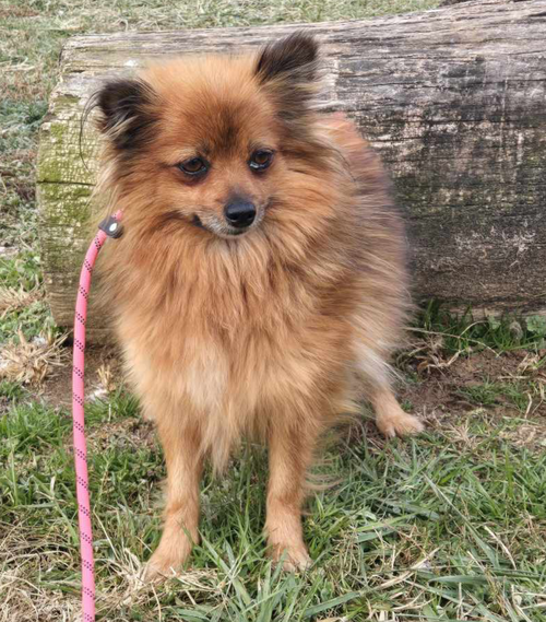 picture of the dog needing adoption