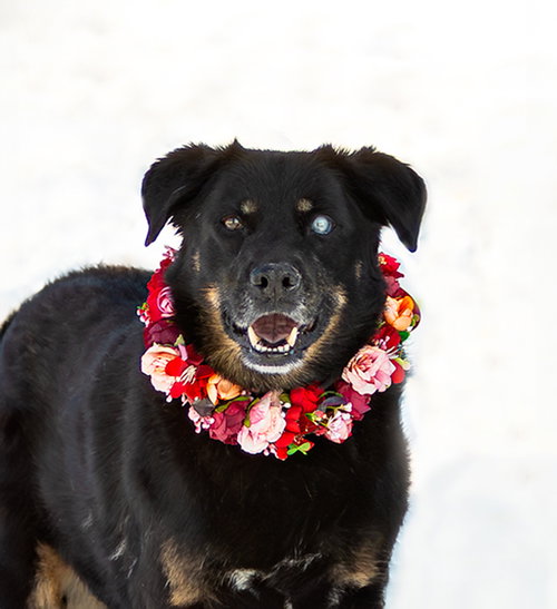 picture of the dog needing adoption
