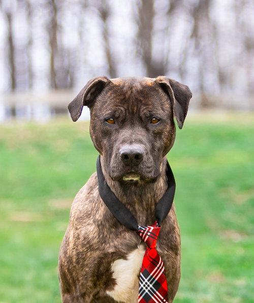 Kairo, an adoptable Terrier in Unionville, PA