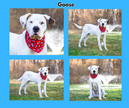 Goose, an adoptable Terrier in Unionville, PA