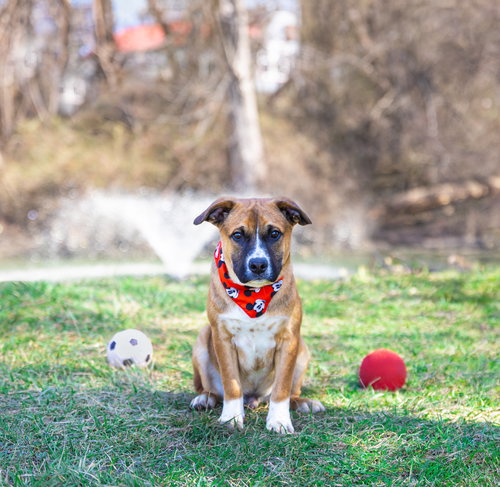Hound Mix Pups Boys, an adoptable Hound in Unionville, PA