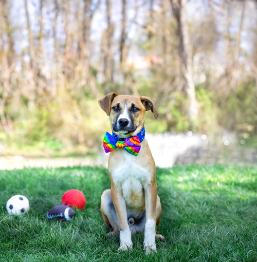 picture of the dog needing adoption