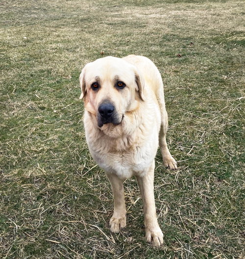 Macy