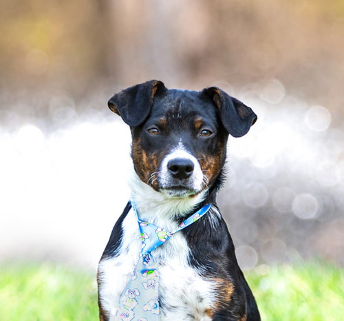 picture of the dog needing adoption