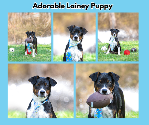 Lainey Pups Boy, an adoptable Hound in Unionville, PA